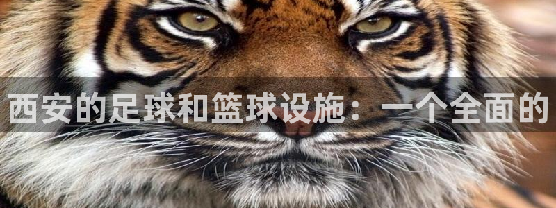 意昂4五金厂：西安的足球和篮球设施：一个全面的 